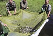 В реку Иртыш Уватского района выпущено 26 миллионов особей молоди пеляди
